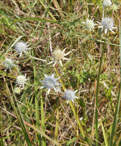 Blueflower Eryngo